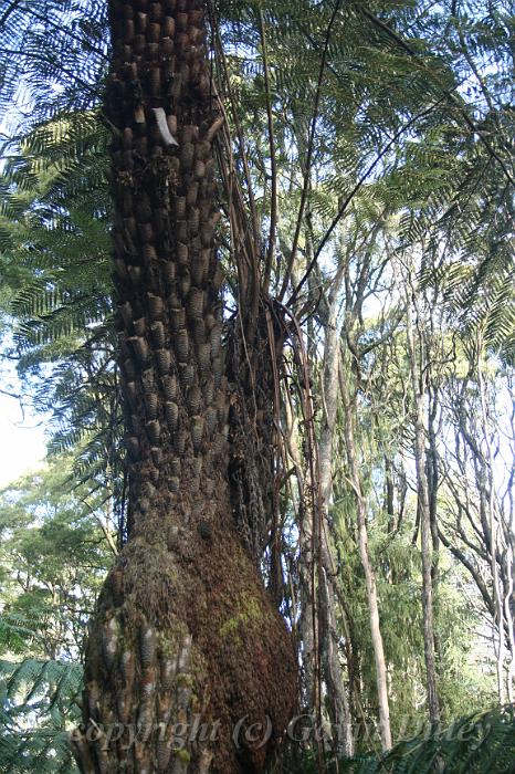 Unusual Cyathea tree fern, Tree fern gully, Pirianda Gardens IMG_7138.JPG